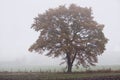 Tree in early morning mist in autumn Royalty Free Stock Photo