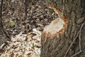 Tree eaten away by a Beaver Royalty Free Stock Photo