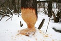 Tree eaten by beaver Royalty Free Stock Photo