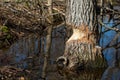 Tree eaten and destroyed by beavers with nobody Royalty Free Stock Photo