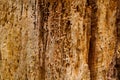 Tree eaten by woodworm Royalty Free Stock Photo