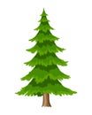 Tree. Eco concept of nature plant. Vector flat spruce evergreen coniferous tree icon isolated on white background