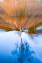 Tree on edge of blue lake reflected upsidedown in water with aquatic plants in zoom blur effect