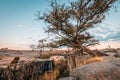 Tree and waterfall landscape at sunset in the basaltic prisms Royalty Free Stock Photo