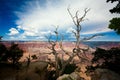 Tree on the edge of the Grand Canyon Royalty Free Stock Photo