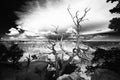 Tree on the edge of the Grand Canyon Royalty Free Stock Photo