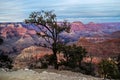 Tree on the edge of Grand Canyon, Arizona, USA Royalty Free Stock Photo