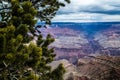 Tree on the edge of Grand Canyon, Arizona, USA Royalty Free Stock Photo