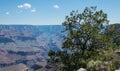 Tree on the edge of the Grand Canyon rocks, Arizona