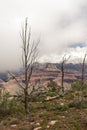 Tree on the Edge of Grand Canyon Royalty Free Stock Photo