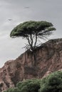 Tree on the edge, with roots coming out of a cliff.