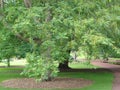 Royal Botanic Garden Edinburgh