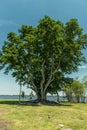 Tree in Edison and Ford Winter Estates Park in Fort Myers, Florida. Royalty Free Stock Photo