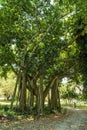 Tree in Edison and Ford Winter Estates Park in Fort Myers, Florida. Royalty Free Stock Photo