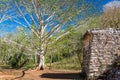 Tree and Ek Balam Ruins