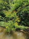 Tree embeded in water with red flowers in ambejogai