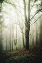 Tree in enchanted foggy forest Royalty Free Stock Photo