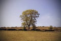 Tree in English Countryside