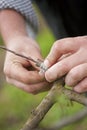 Tree engraft