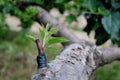 Tree engraftment Royalty Free Stock Photo