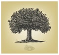 Tree in engraving style