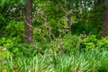 Contrasting vegetation on Notre-Dame Island