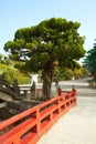 Tree at the entrance to Tsurugaoka Hachimangu Shrine, Kamakura, Kanagawa Prefecture Royalty Free Stock Photo