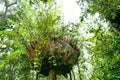 Tree with epiphytes in misty Rainforest, Jungle, Rainforest, Daintree Forest near Cairnes, green jungle, Queensland, Australia Royalty Free Stock Photo