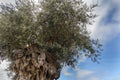 The tree of eternity: The olive, known by the botanical name Olea europaea, meaning `European olive` Royalty Free Stock Photo