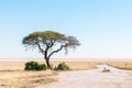 Tree with Etosha Pan in northern Namibia in the back Royalty Free Stock Photo