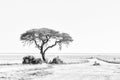 Tree with Etosha Pan in Namibia in the back. Monochrome Royalty Free Stock Photo