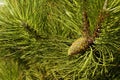 A tree with exceptionally long, decorative needles and impressive cones. Pinus nigra, the Austrian pine or black pine, is a spec Royalty Free Stock Photo