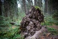 Tree with exposed broken roots, felled by wind during hurricane in middle of forest on edge of woods Royalty Free Stock Photo