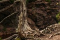 Tree with exposed roots on a hike in northern Minnesota Royalty Free Stock Photo