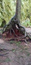 Tree exposed roots Royalty Free Stock Photo