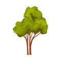 Tree with Exuberant Green Foliage and Trunk Vector Illustration Royalty Free Stock Photo