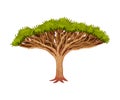 Tree with Exuberant Green Foliage and Trunk Vector Illustration Royalty Free Stock Photo