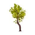 Tree with Exuberant Green Foliage and Trunk Vector Illustration Royalty Free Stock Photo