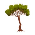 Tree with Exuberant Green Foliage and Trunk Vector Illustration Royalty Free Stock Photo