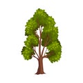 Tree with Exuberant Green Foliage and Trunk Vector Illustration Royalty Free Stock Photo