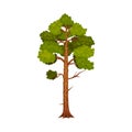 Tree with Exuberant Green Foliage and Trunk Vector Illustration Royalty Free Stock Photo