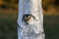 Tree with an eye, birch is looking, autumn Royalty Free Stock Photo