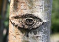 Tree Eye Scar Royalty Free Stock Photo