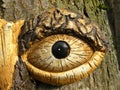 Tree eye Royalty Free Stock Photo