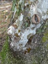 A Tree with a Face in its Trunk