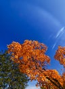 The tree on fall fire lit by a jet stream , Niagara Falls, ON, Canada