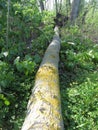 Tree fall in the forest caused by natural phenomena