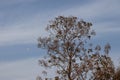 A tree in the fall with hazy clouds in background