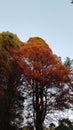 Tree Fall Leafs Orange Blue Sky Sunset