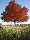 A tree in the fall Royalty Free Stock Photo